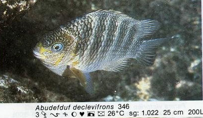 Abudefduf declevifrons